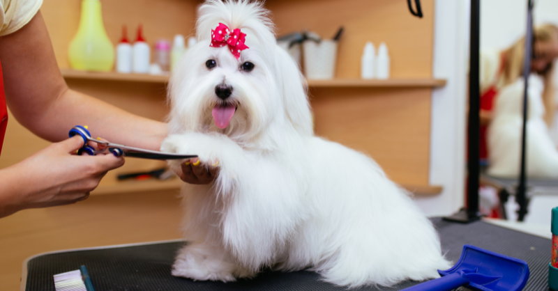 Designer Paws Salon: Elevating Pet Grooming to an Art Form